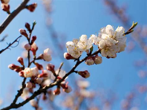 Abricotier en fleur dans un paysage montagneux