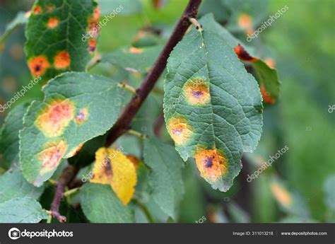 Feuilles d'abricotier affectées par une maladie