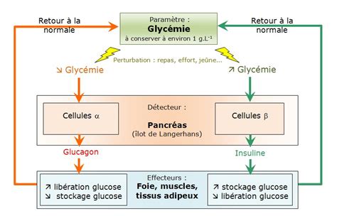 Schéma de la régulation de la glycémie et de l'insuline après un repas