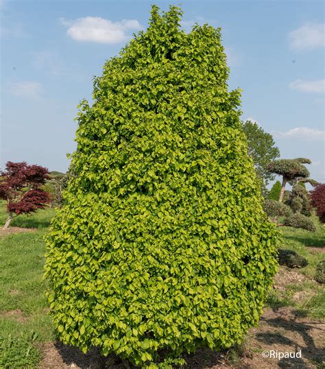 Bonsaï de charme commun (Carpinus Betulus) en automne