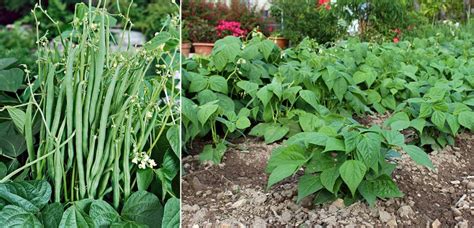 Haricots nains et haricots à rames