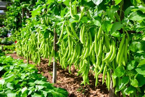 Récolte abondante de haricots