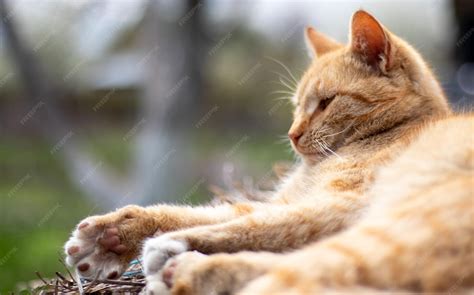 Chat âgé se reposant paisiblement