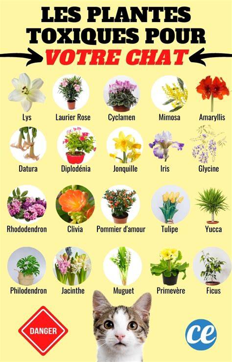 Infographie des plantes toxiques et non toxiques pour les chats