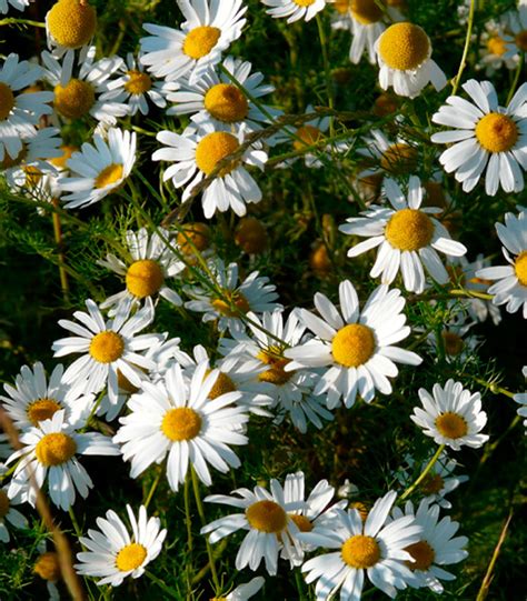 Fleur de camomille allemande