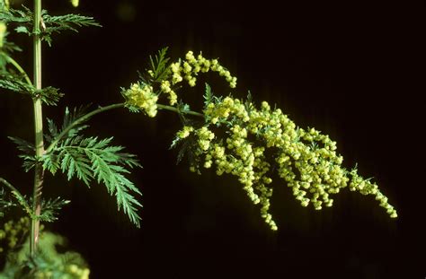 Artemisia annua in bloom