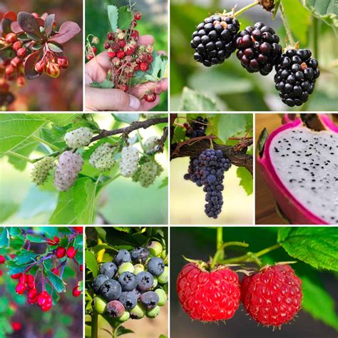 Wild berries ready for harvest