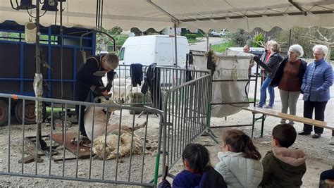 Tondeur professionnel en action