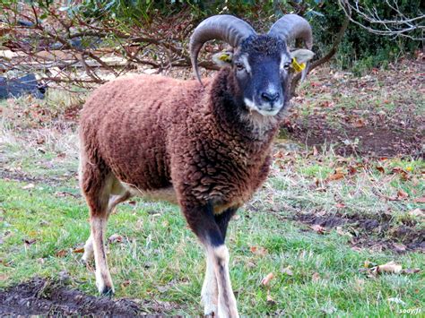 Mouton de Soay