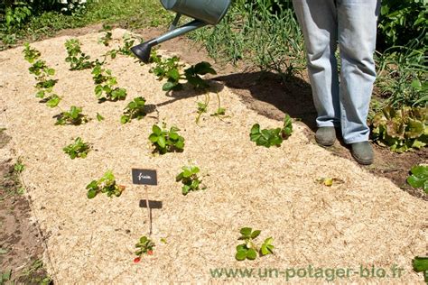 Technique de plantation de fraisier avec paillage
