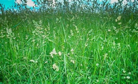 Illustration d'une prairie de dactyle luxuriante