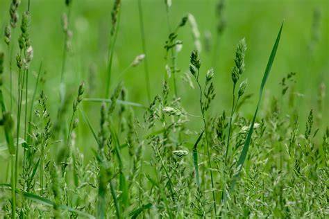 Comparaison de la valeur protéique du dactyle et du ray-grass anglais