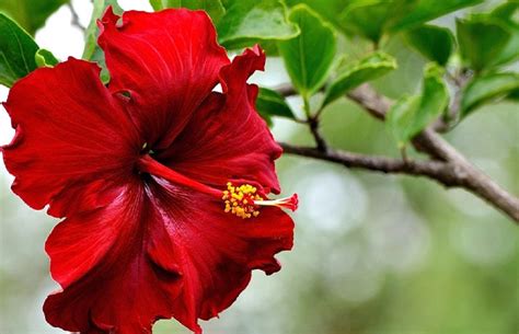 Chien reniflant un hibiscus rouge vif