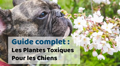 Plantes dangereuses pour les chiens dans un jardin