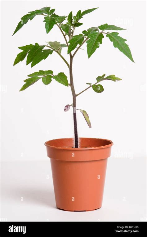 Plant de tomate jeune en pot