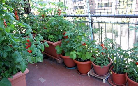 Tomates cerises en pot sur un balcon