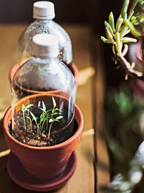Photo d'une mini-serre artisanale faite avec une bouteille en plastique coupée recouvrant un pot