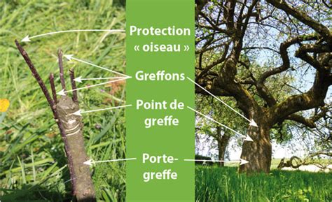 Diagramme simplifié montrant le principe de la greffe : union entre deux tissus végétaux