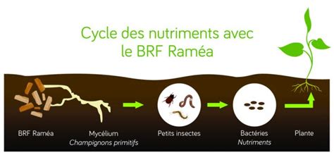 Schéma des bénéfices du Bois Raméal Fragmenté pour le sol