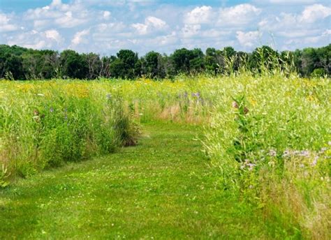 Exemple de jardin avec zones de tonte raisonnée