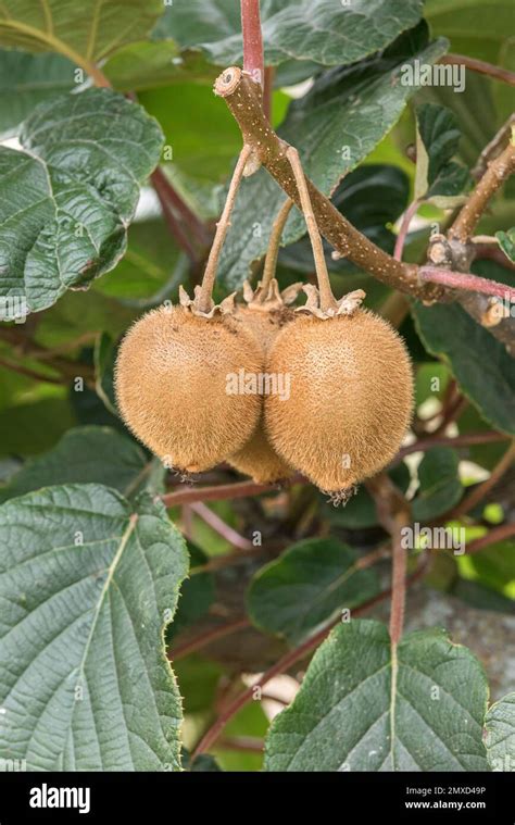 Actinidia deliciosa avec des fruits