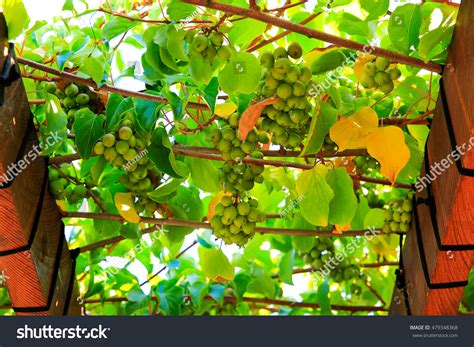 Kiwaï sur une pergola