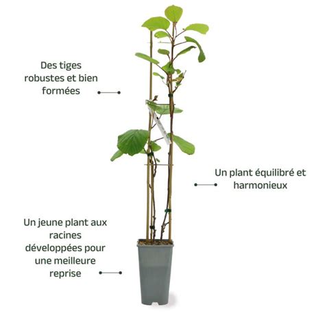 Jeune plant d'actinidia