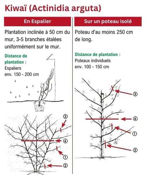 Techniques de taille de l'actinidia
