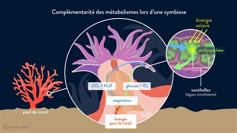 Symbiose entre curiosité et besoin
