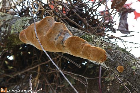 Photo macro d'un phellin du prunier sur une écorce
