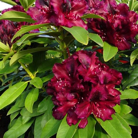 Rhododendron 'Midnight Beauty' avec ses fleurs bordeaux profond et sa macule noire