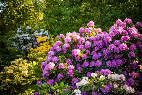 Collage de différentes variétés de rhododendrons hybrides aux couleurs variées