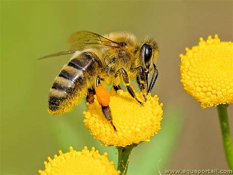 Illustration d'une abeille butinant des fleurs de rhododendron