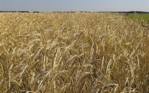Champs de triticale en culture biologique sous le soleil du Lot-et-Garonne