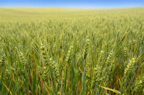 Champ de triticale bio en Lot-et-Garonne