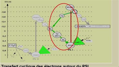 Schéma illustrant le transfert d'électrons entre le sol et le corps humain (concept de mise à la terre)