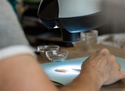 Photographie macroscopique de semences de luzerne de haute pureté spécifique