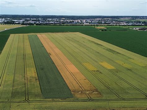 parcelle expérimentale de blé GEOPOLIS en conditions de plein champ