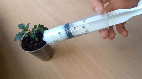 Geste technique : arrosage précis au pied du géranium sans mouiller le feuillage