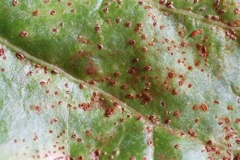 Gros plan sur les pustules de rouille au revers d'une feuille de pélargonium