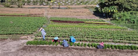 Maraîchers travaillant collectivement dans une parcelle des Lentillères