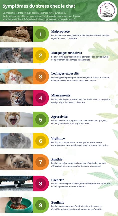 Infographie sur les signes de stress chez les conifères bonsaïs