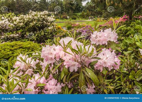 Une vue printanière typique des rhododendrons en fleurs dans un jardin boisé anglais