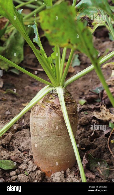 Champ de betteraves fourragères mûres prêtes à être récoltées