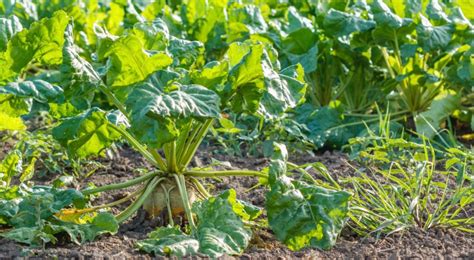 Vue rapprochée d'une betterave fourragère avec des feuilles légèrement desséchées au collet