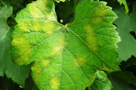 Feuille de vigne présentant les taches huileuses caractéristiques du mildiou
