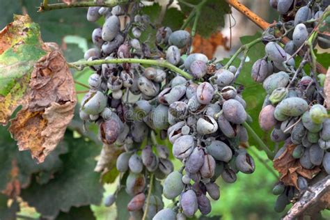 Grappes de raisin affectées par l'oïdium