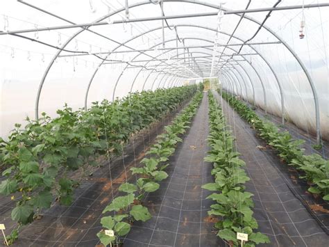 Champ de légumes cultivés en agriculture biologique sous serre