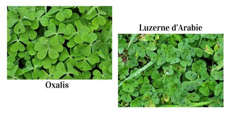 Comparaison visuelle entre le trèfle blanc et l'oxalis