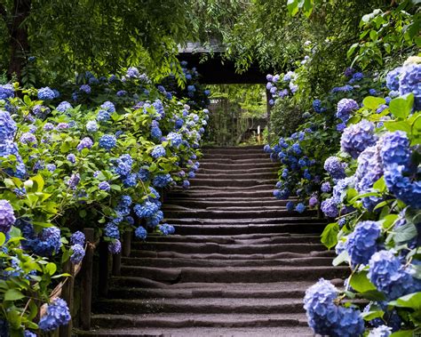 jardin fleuri avec diverses variétés d'hortensias